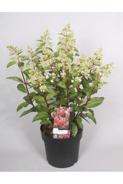 Гортензия Меджикал Кэндл саженец в контейнере 3л